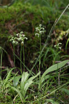 Gymnadeniopsis clavellata var. clavellata