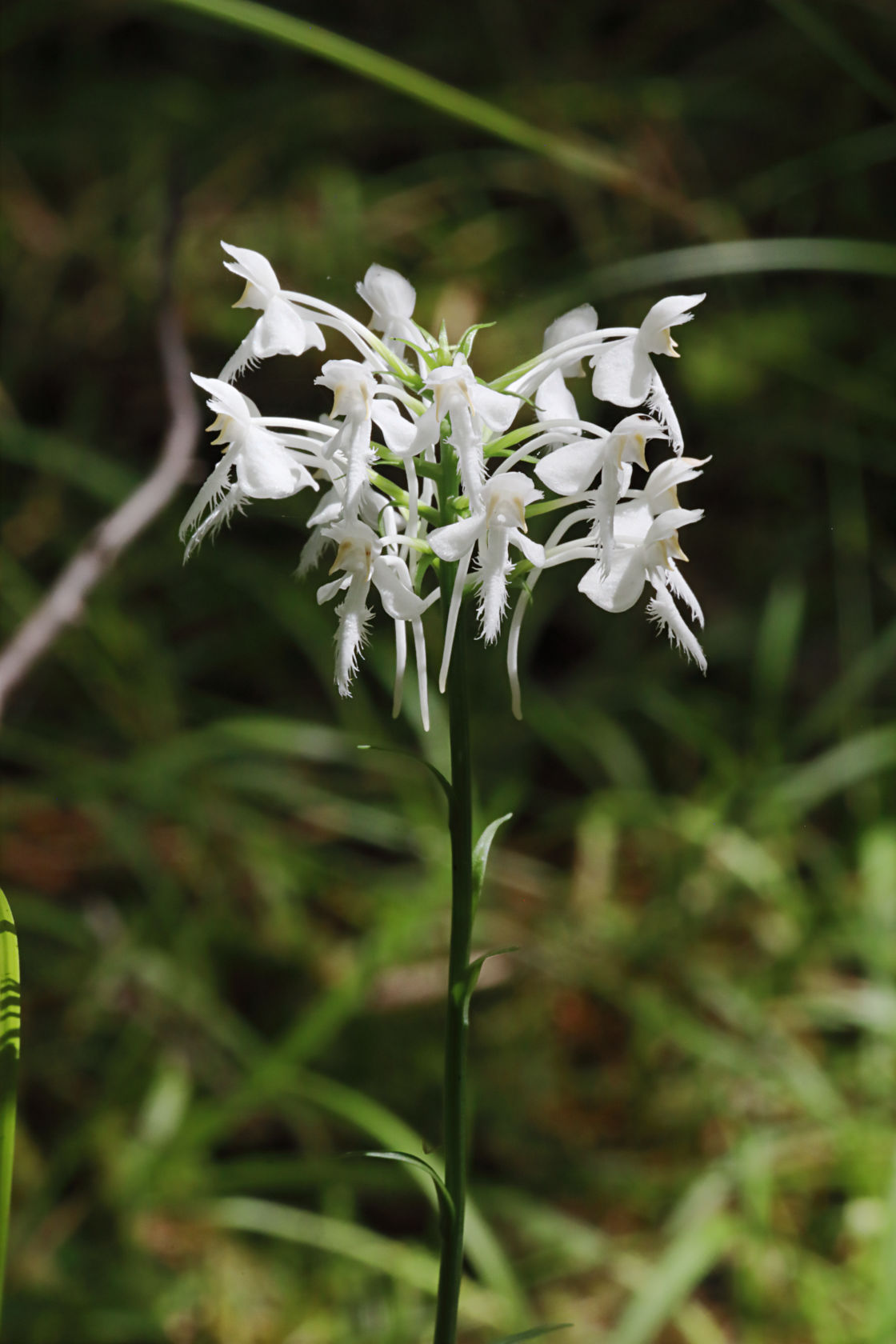 Northern White Fringed Orchid