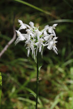 Platanthera blephariglottis