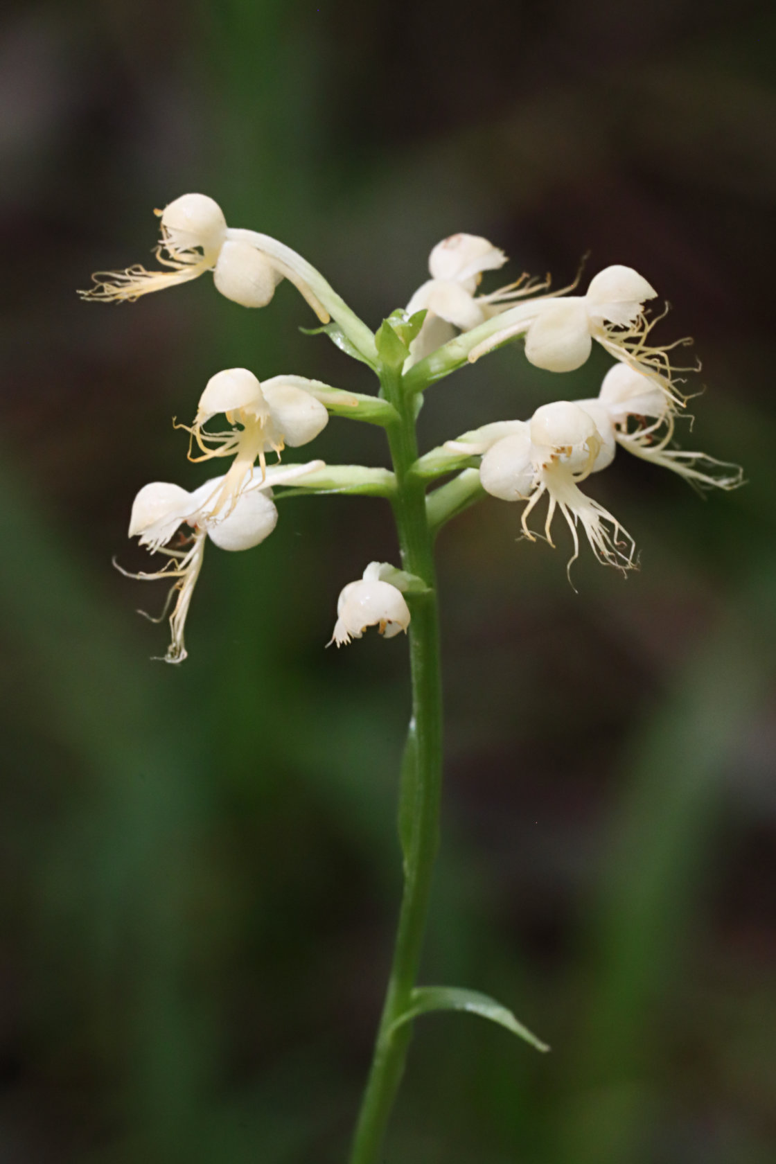 Canby's Hybrid Fringed Orchid