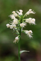 Platanthera canbyi