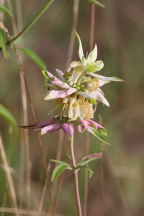 Monarda punctata