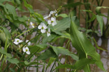 Sagittaria latifolia