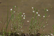 Gratiola neglecta