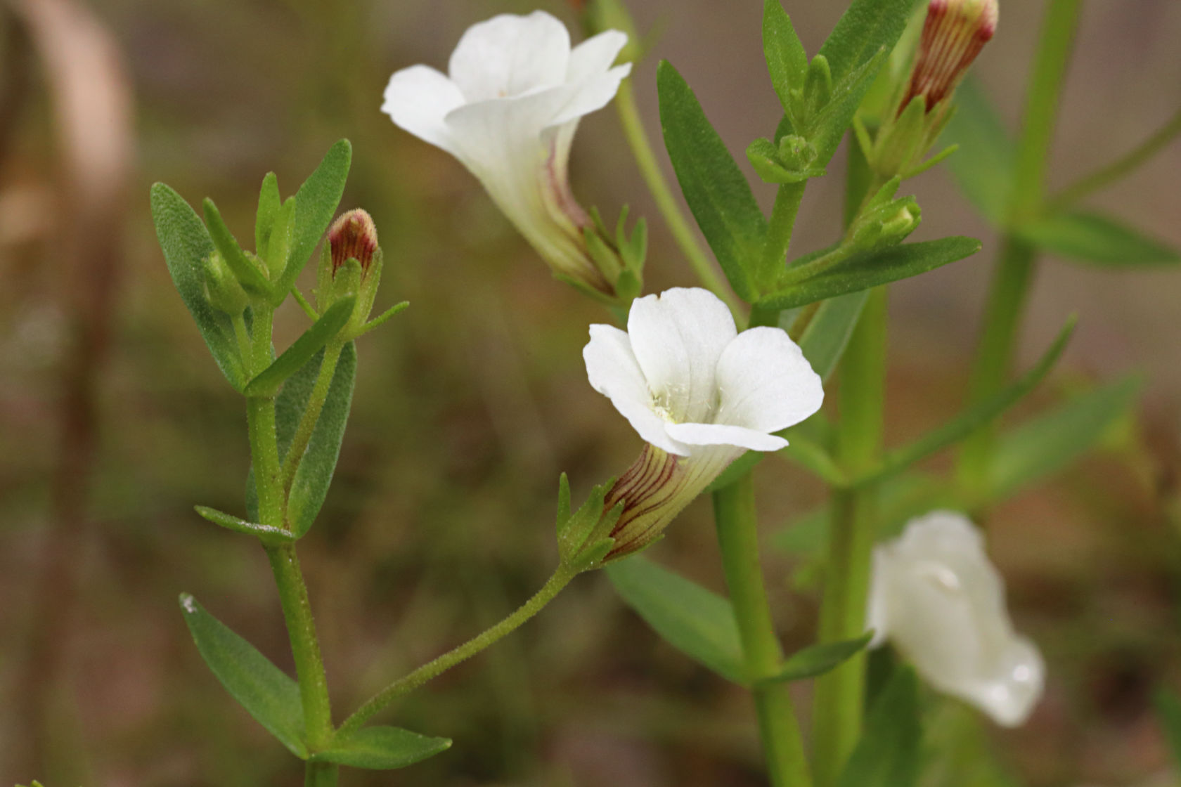 Clammy Hedge-Hyssop