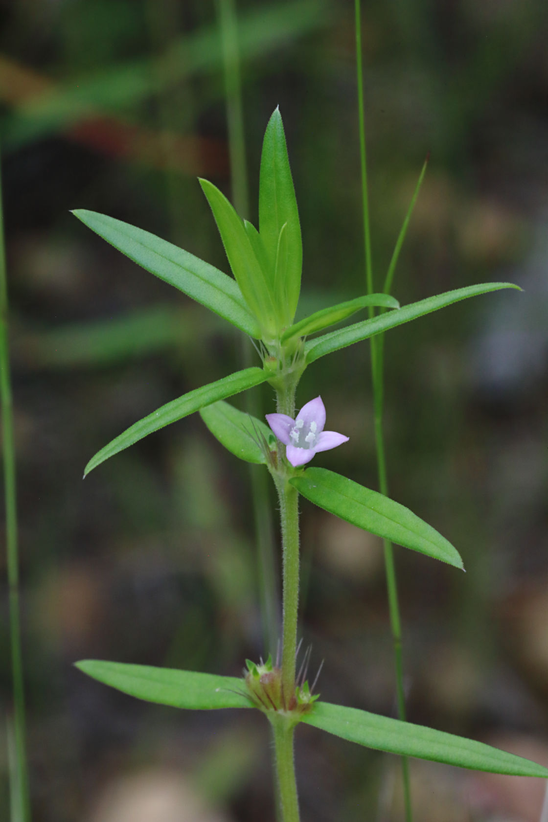 Buttonweed