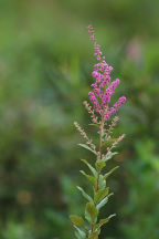 Spiraea tomentosa