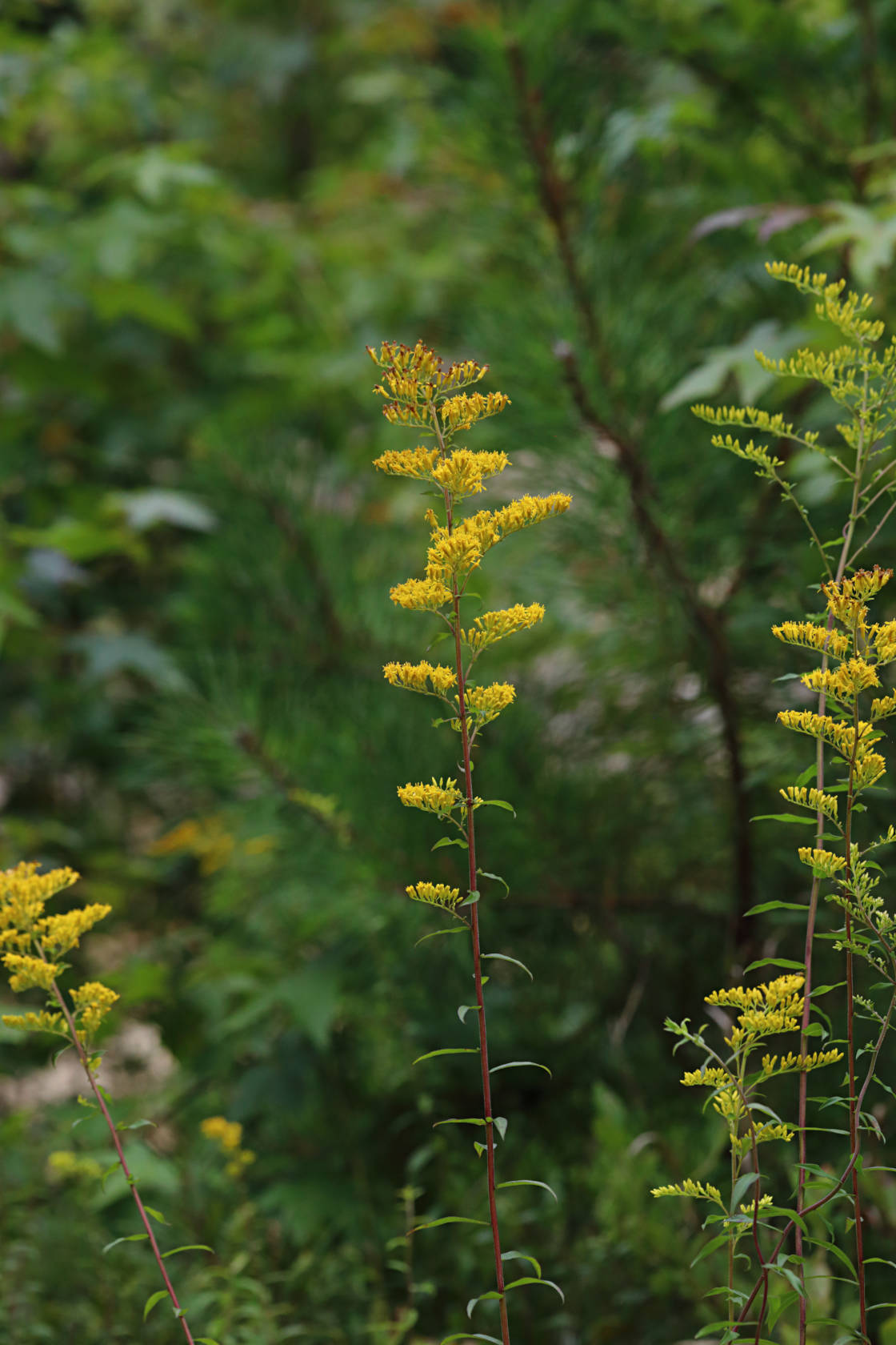 Early Goldenrod