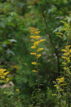 Solidago juncea