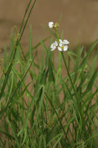 Sagittaria engelmanniana