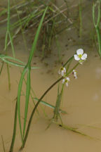 Sagittaria engelmanniana