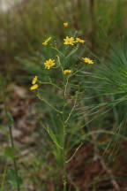 Hieracium scabrum