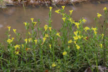 Gratiola aurea