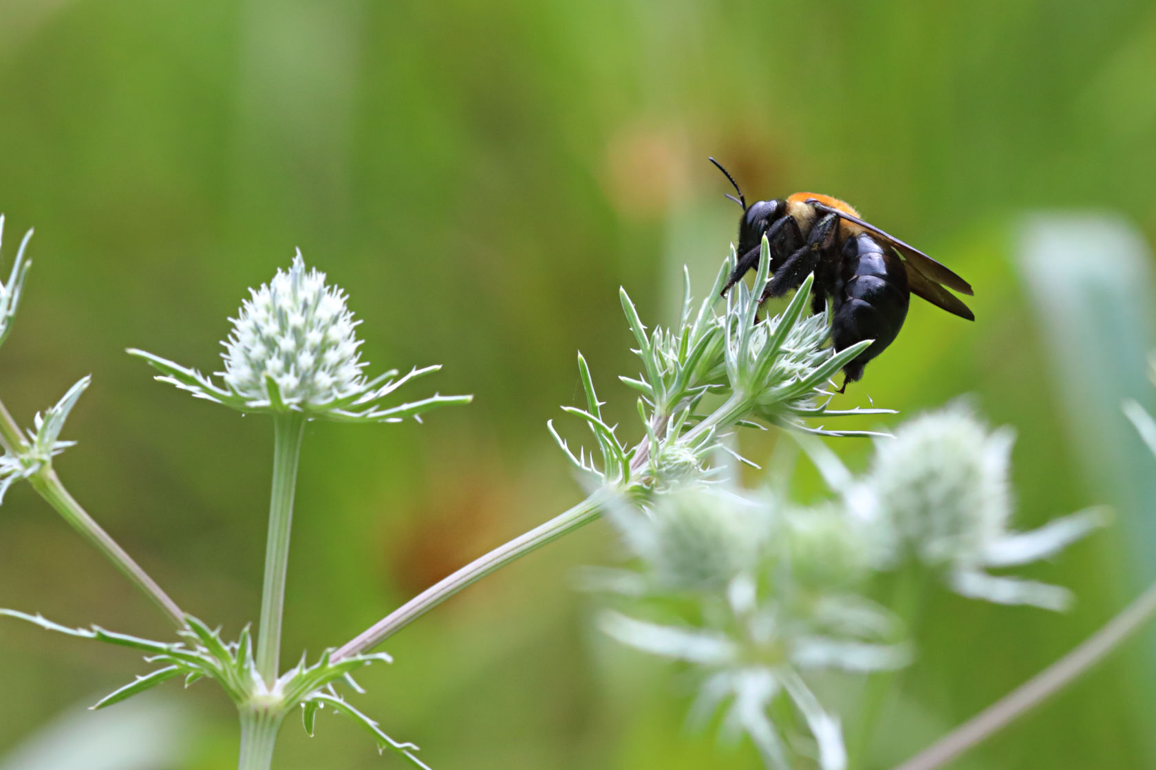 Marsh Rattlesnake Master