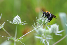 Eryngium aquaticum var. aquaticum