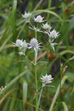 Eryngium aquaticum var. aquaticum