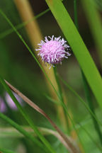 Sclerolepis uniflora