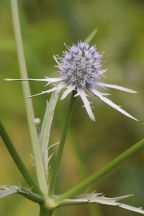 Eryngium aquaticum var. aquaticum