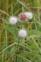 Cephalanthus occidentalis