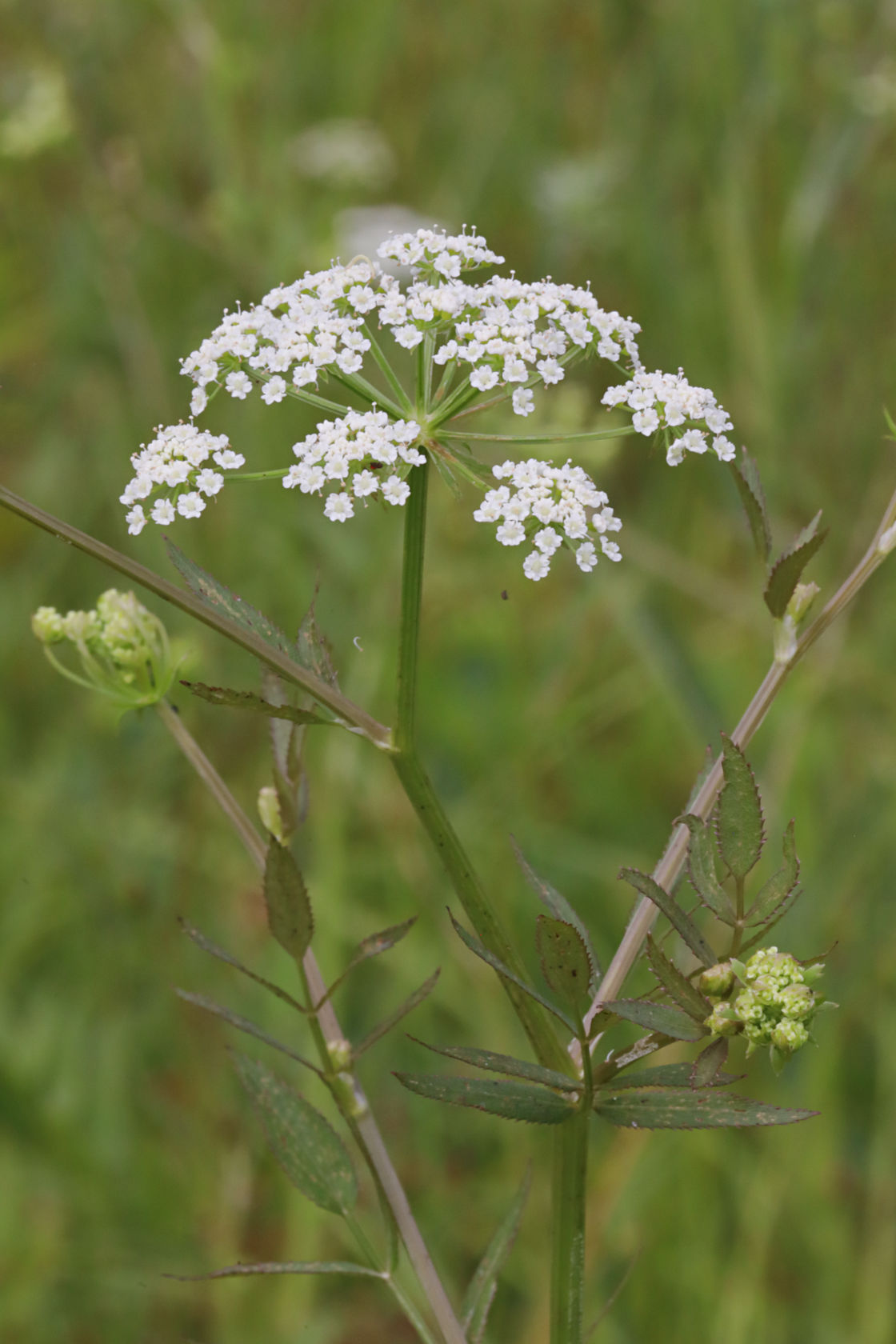 Common Water Hemlock