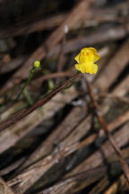 Utricularia gibba