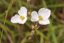 Sagittaria engelmanniana