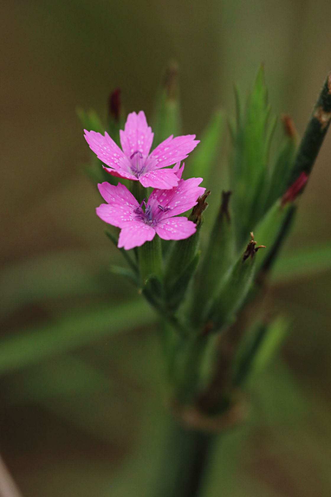 Deptford Pink