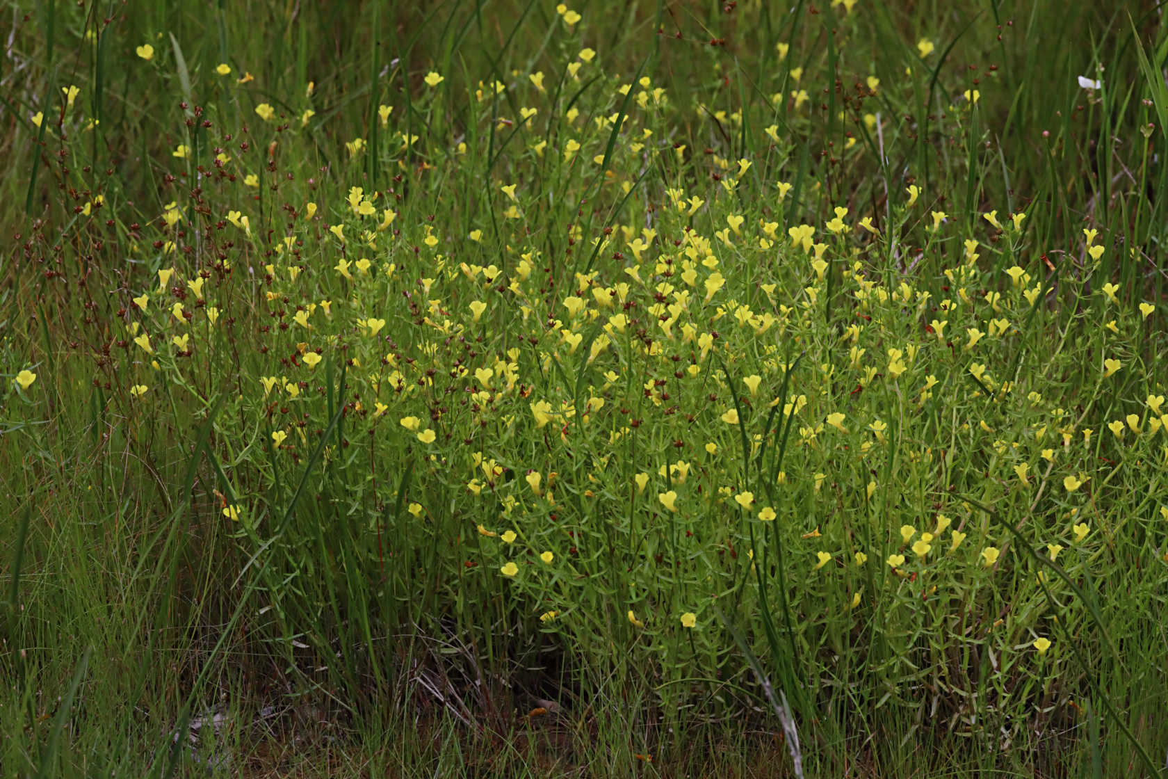 Yellow Hedge Hyssop