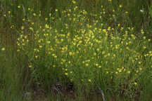 Gratiola aurea