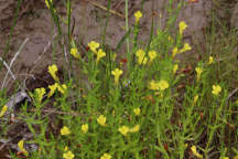 Gratiola aurea