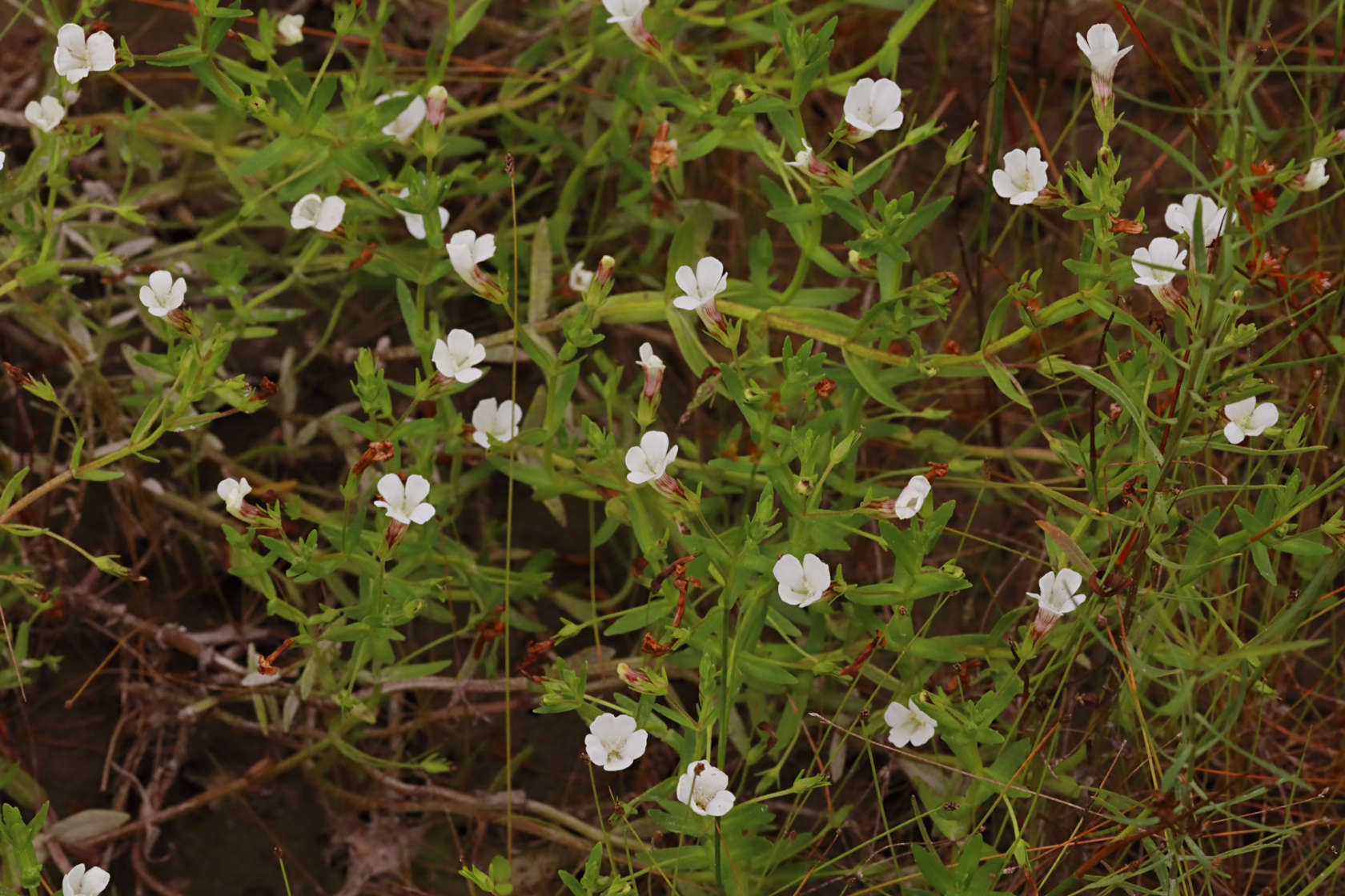 Clammy Hedge Hyssop