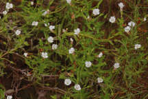 Gratiola neglecta