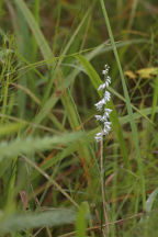 Spiranthes lacera var. gracilis