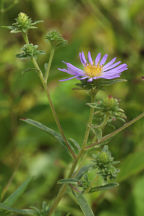 Eurybia spectabilis