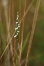 Spiranthes tuberosa