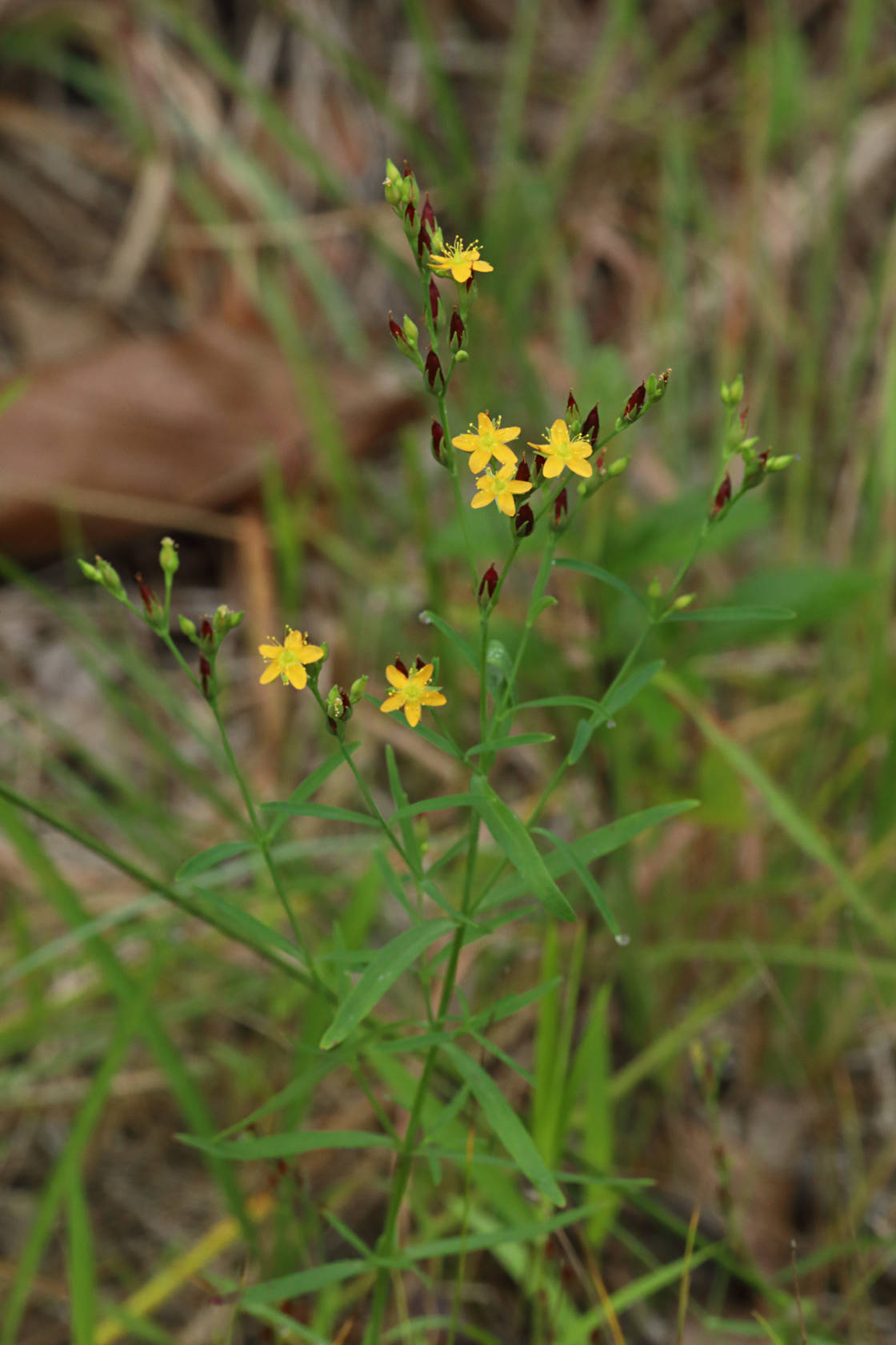 Canada St. John's Wort