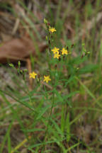 Hypericum canadense