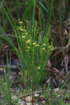 Hypericum gentianoides