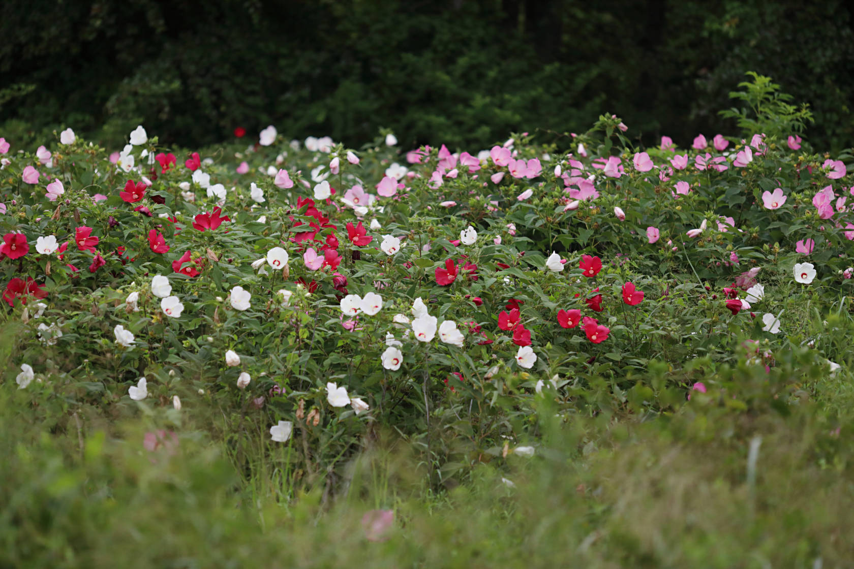 Rose Mallow