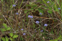 Jasione montana