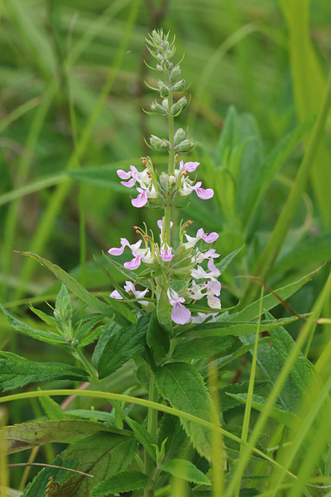 American Germander