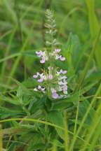 Teucrium canadense