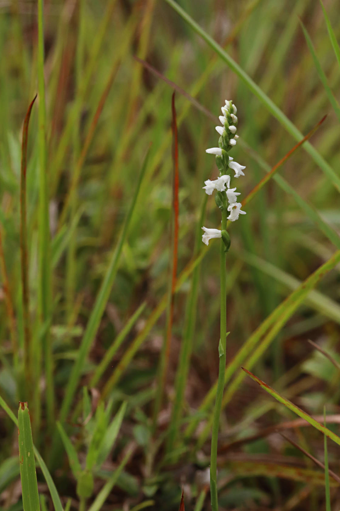 Little Ladies' Tresses