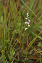 Spiranthes tuberosa