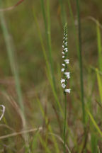 Spiranthes tuberosa