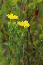 Chrysopsis mariana