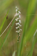 Spiranthes lacera var. gracilis