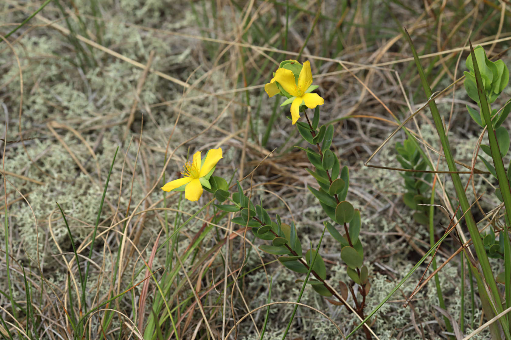 St. Peter's Wort