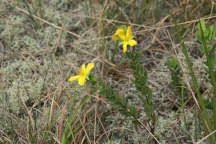 Hypericum crux-andreae