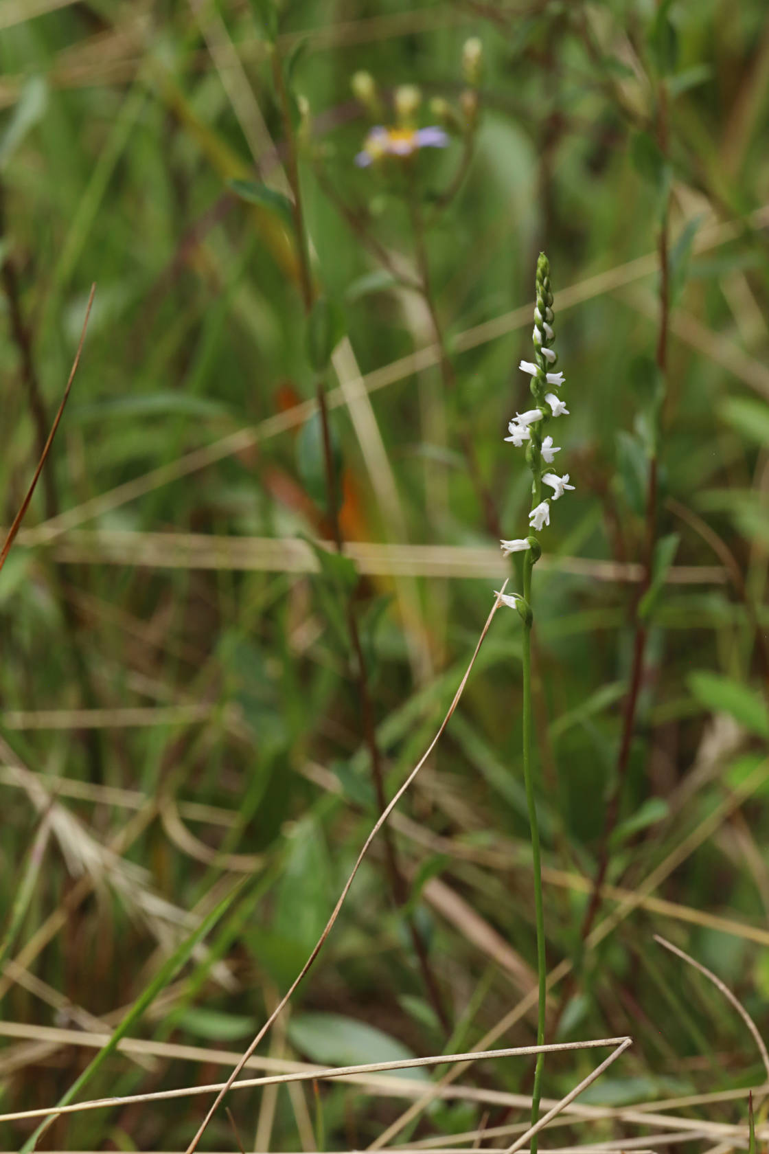 Little Ladies' Tresses